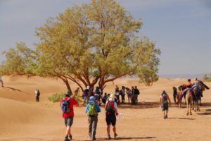 Trek Sahara Challenge 5