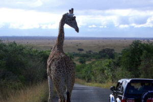 Nairobi safari